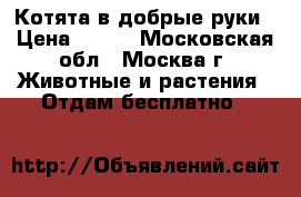 Котята в добрые руки › Цена ­ 100 - Московская обл., Москва г. Животные и растения » Отдам бесплатно   